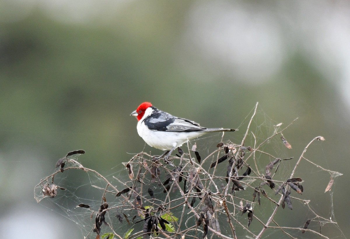 Red-cowled Cardinal - ML621778988