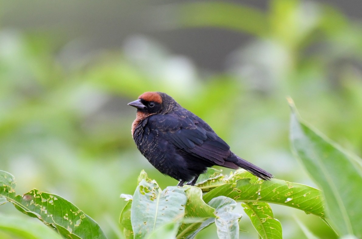 Chestnut-capped Blackbird - ML621779008