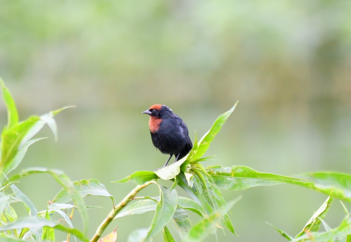 Chestnut-capped Blackbird - ML621779009