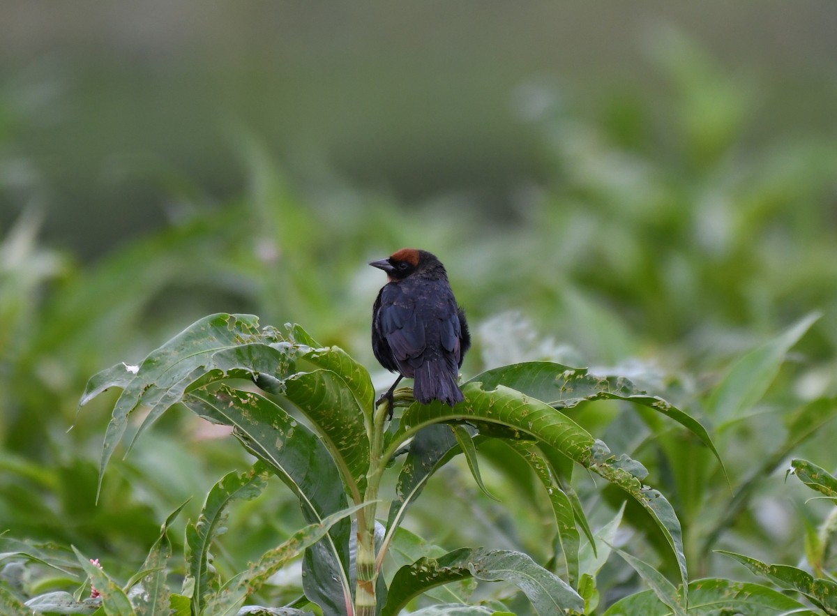 Chestnut-capped Blackbird - ML621779010