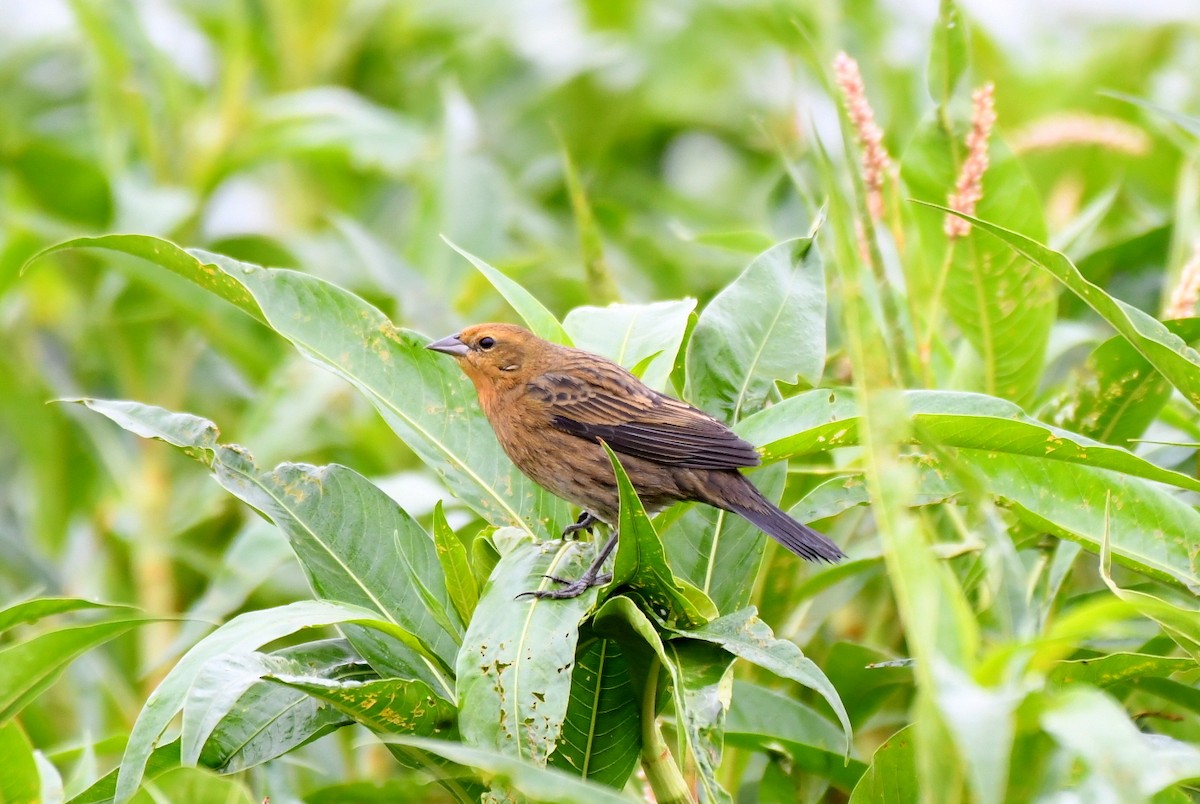 Chestnut-capped Blackbird - Kenny Uéslei