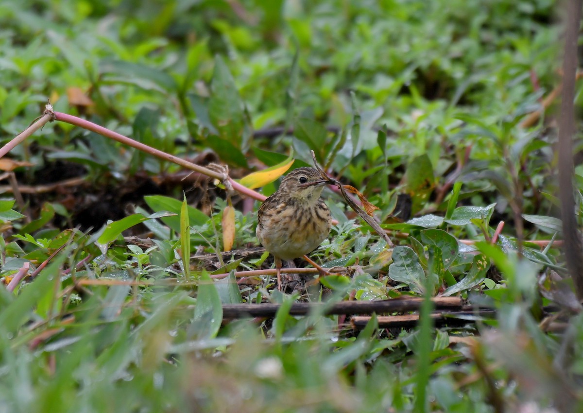 Yellowish Pipit - ML621779020