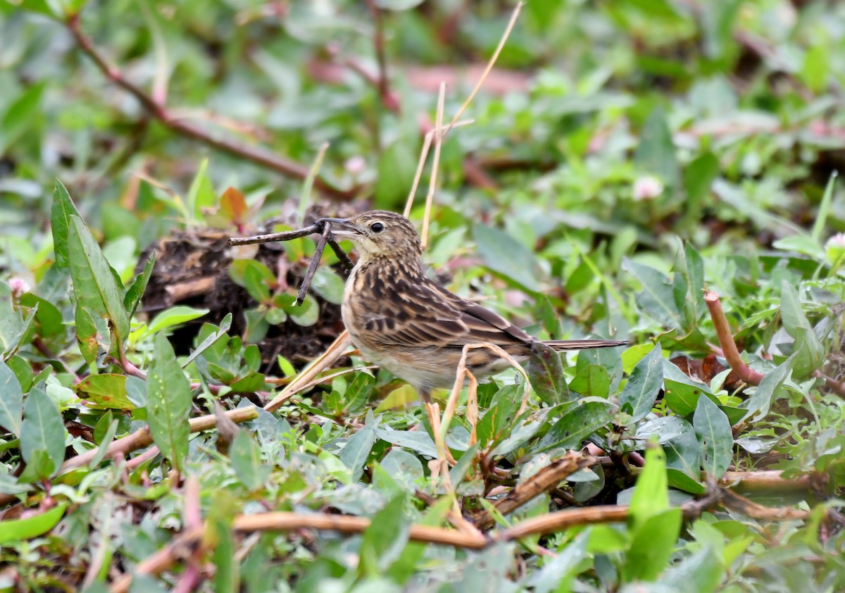 Yellowish Pipit - ML621779021