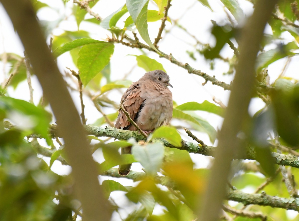 Ruddy Ground Dove - ML621779037