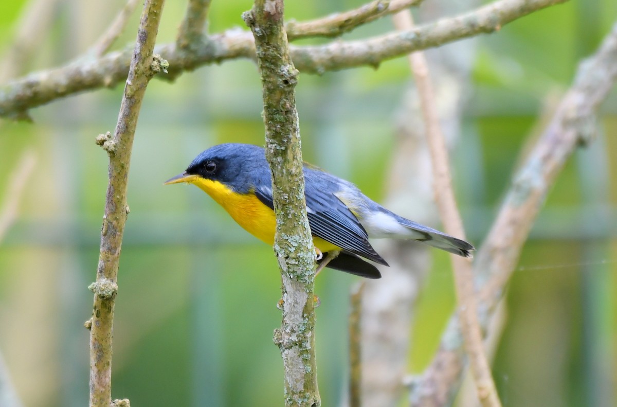 Tropical Parula - ML621779070