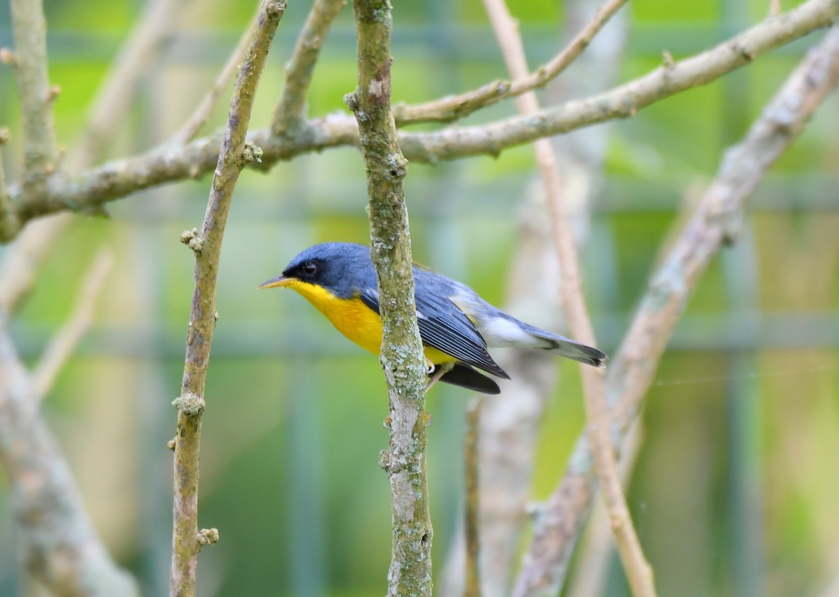 Tropical Parula - ML621779071