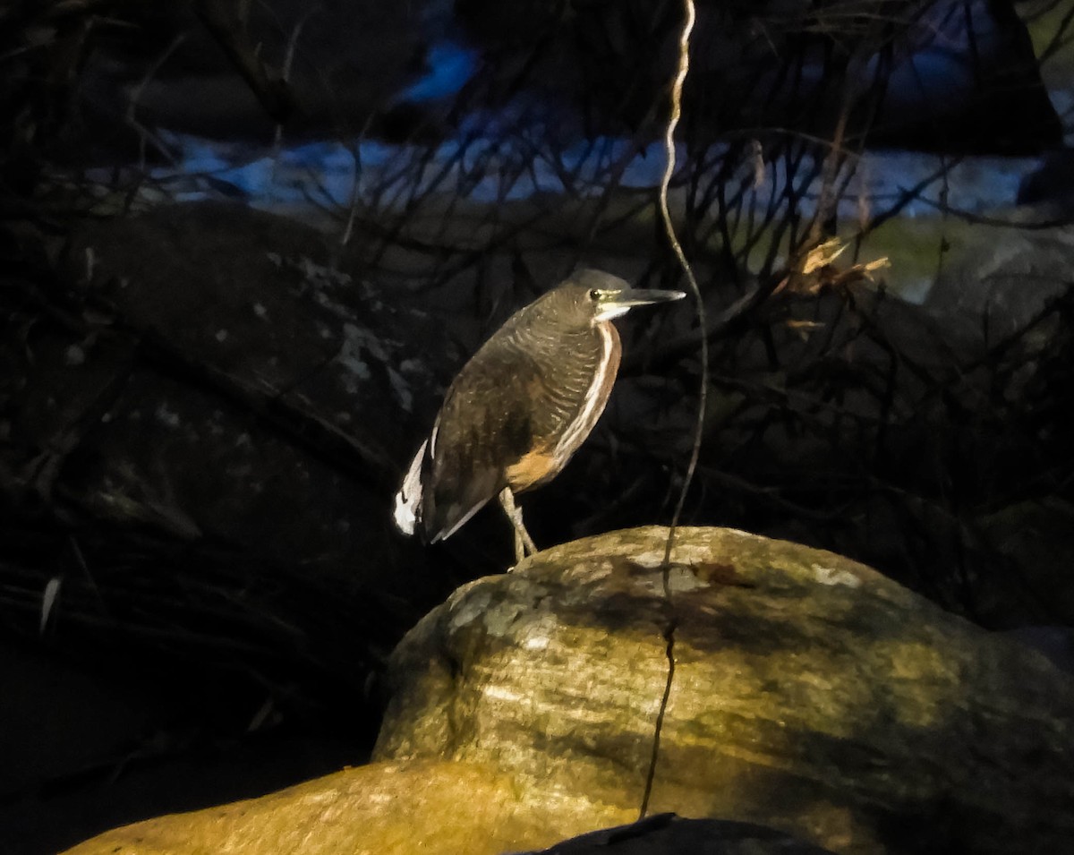 Fasciated Tiger-Heron - ML621779082
