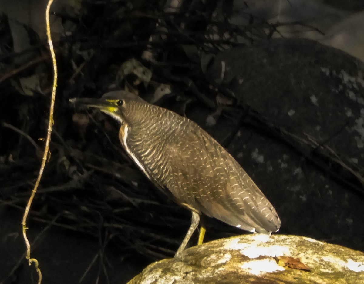 Fasciated Tiger-Heron - ML621779083