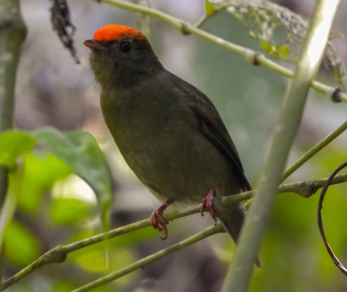 Swallow-tailed Manakin - ML621779102
