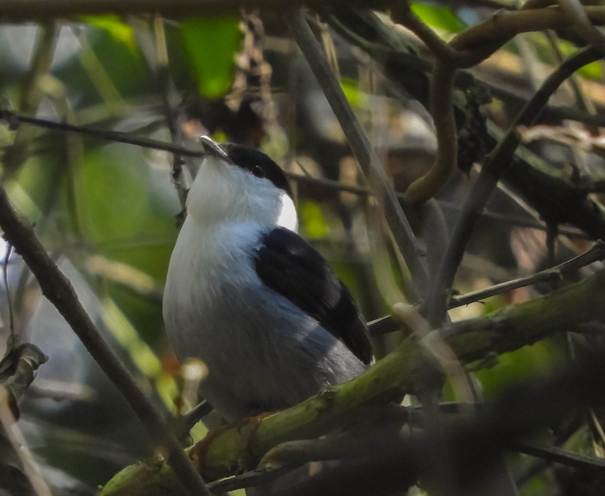 White-bearded Manakin - ML621779106