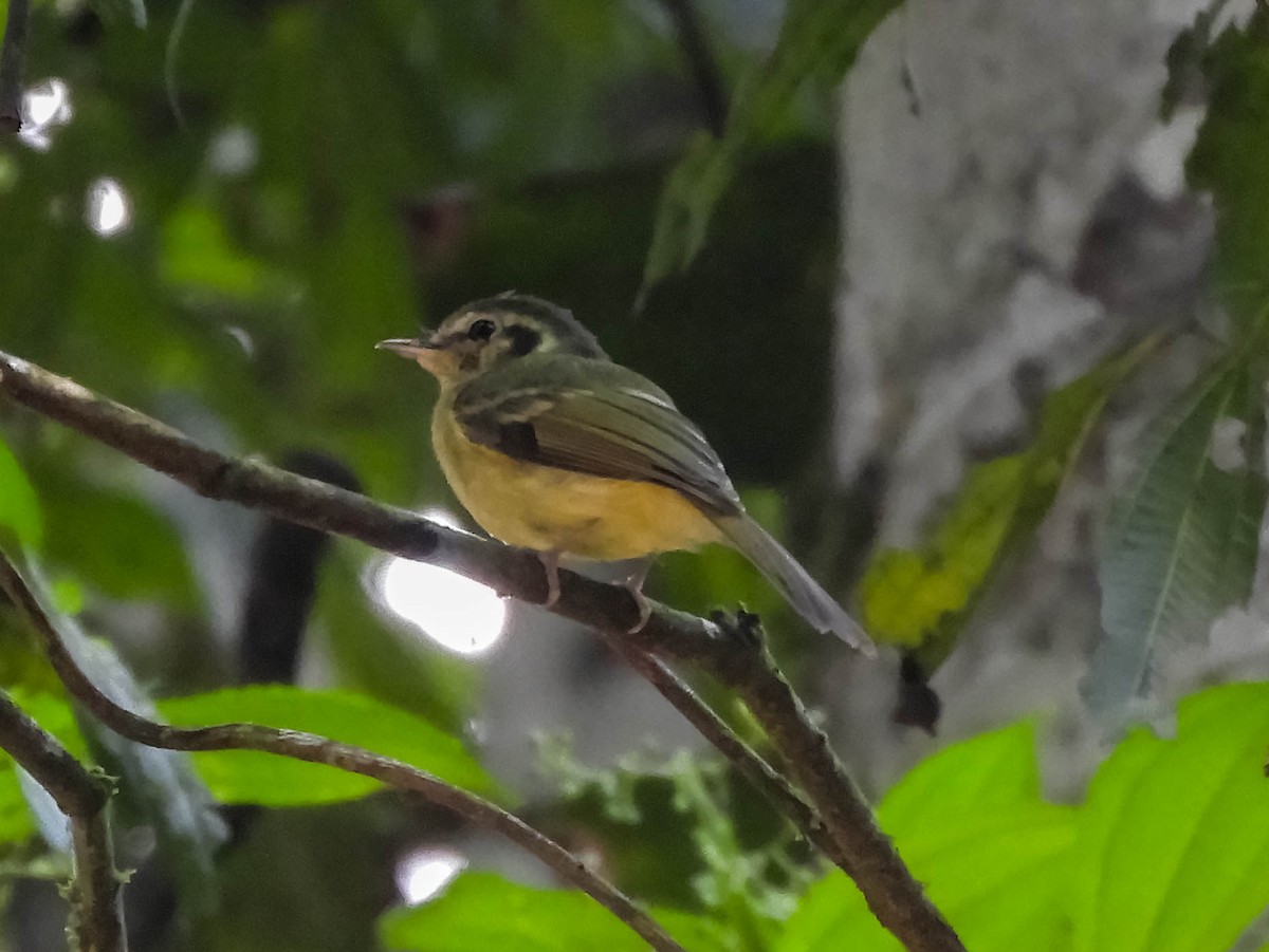 Sao Paulo Bristle-Tyrant - ML621779110