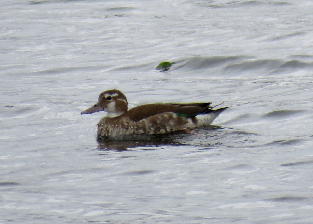 Ringed Teal - ML621779129