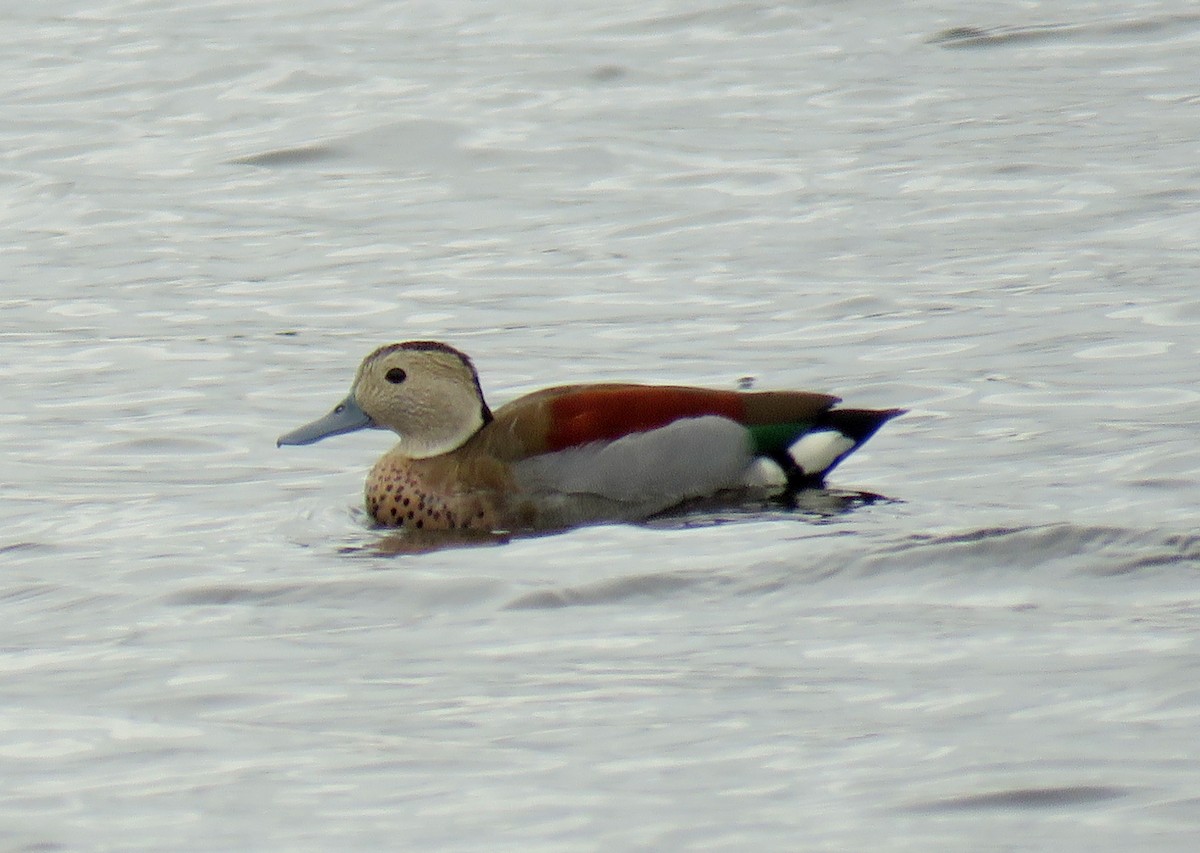 Ringed Teal - Kenny Uéslei