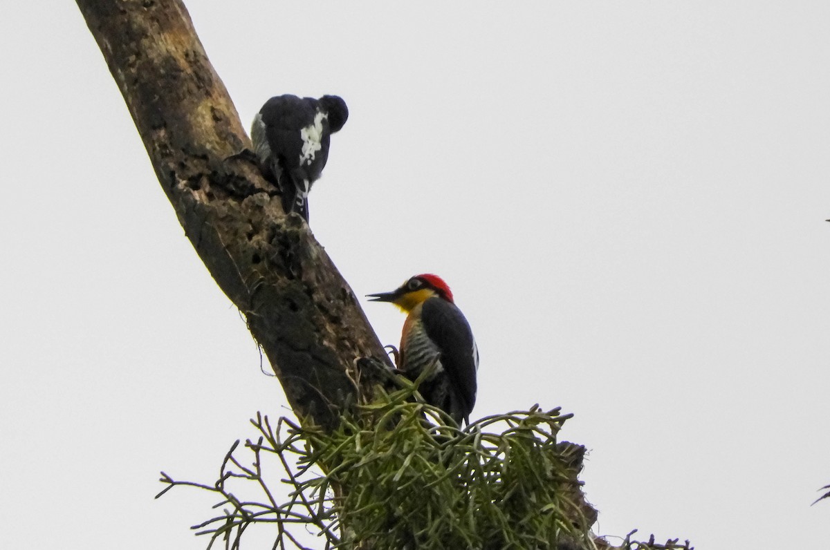 Yellow-fronted Woodpecker - ML621779160