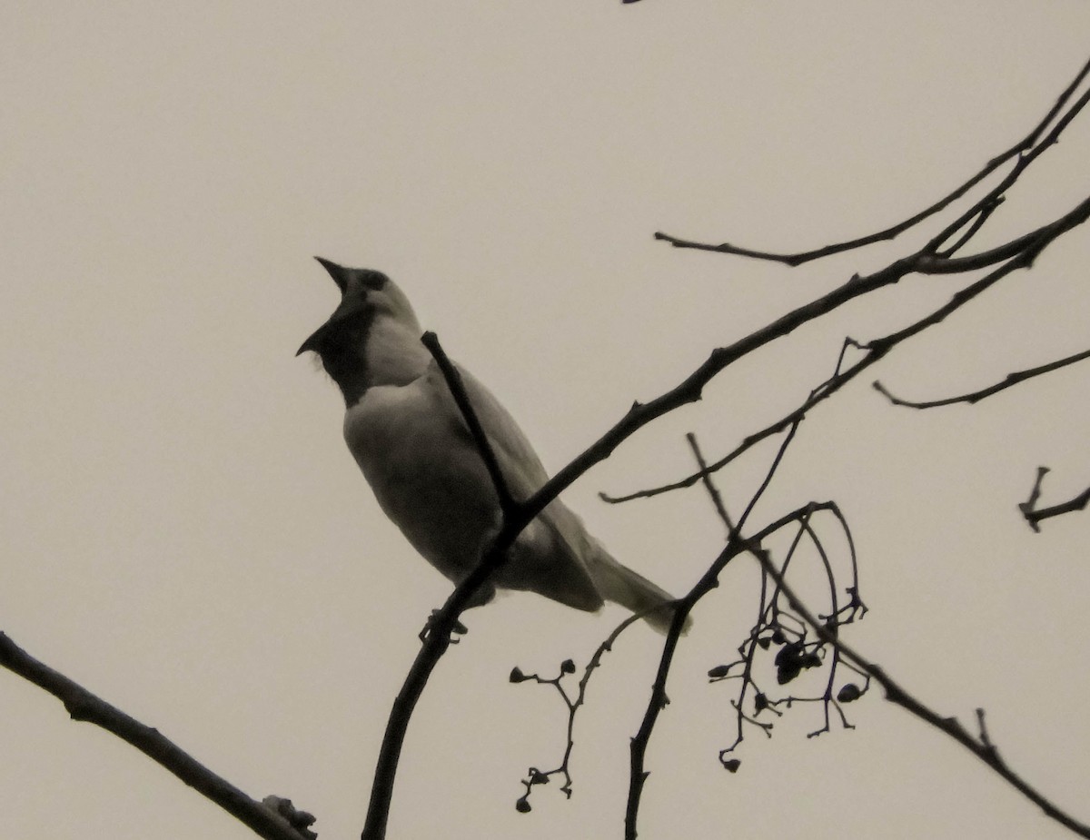 Bare-throated Bellbird - ML621779184
