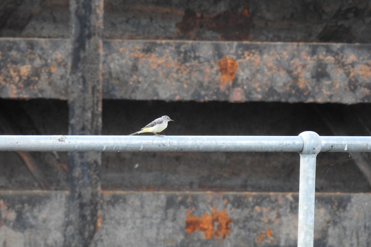 Gray Wagtail - ML621779187