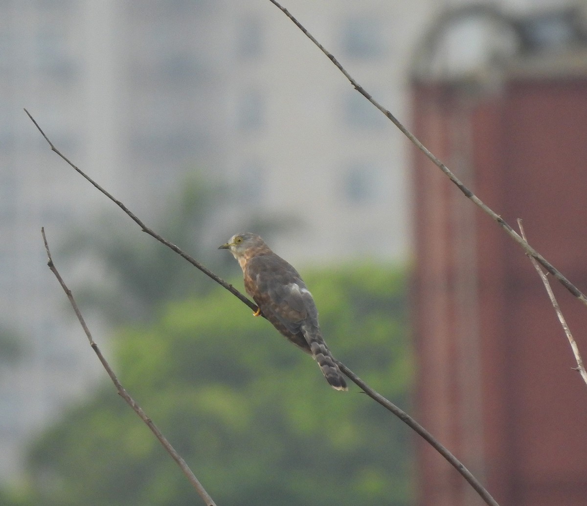 Common Hawk-Cuckoo - ML621779204