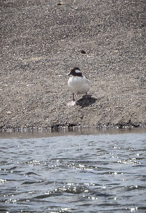 Bufflehead - ML621779215