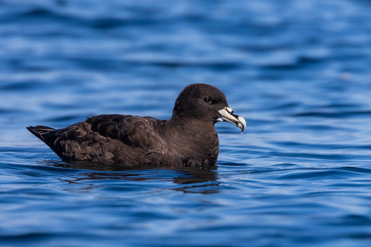 White-chinned Petrel - ML621779236