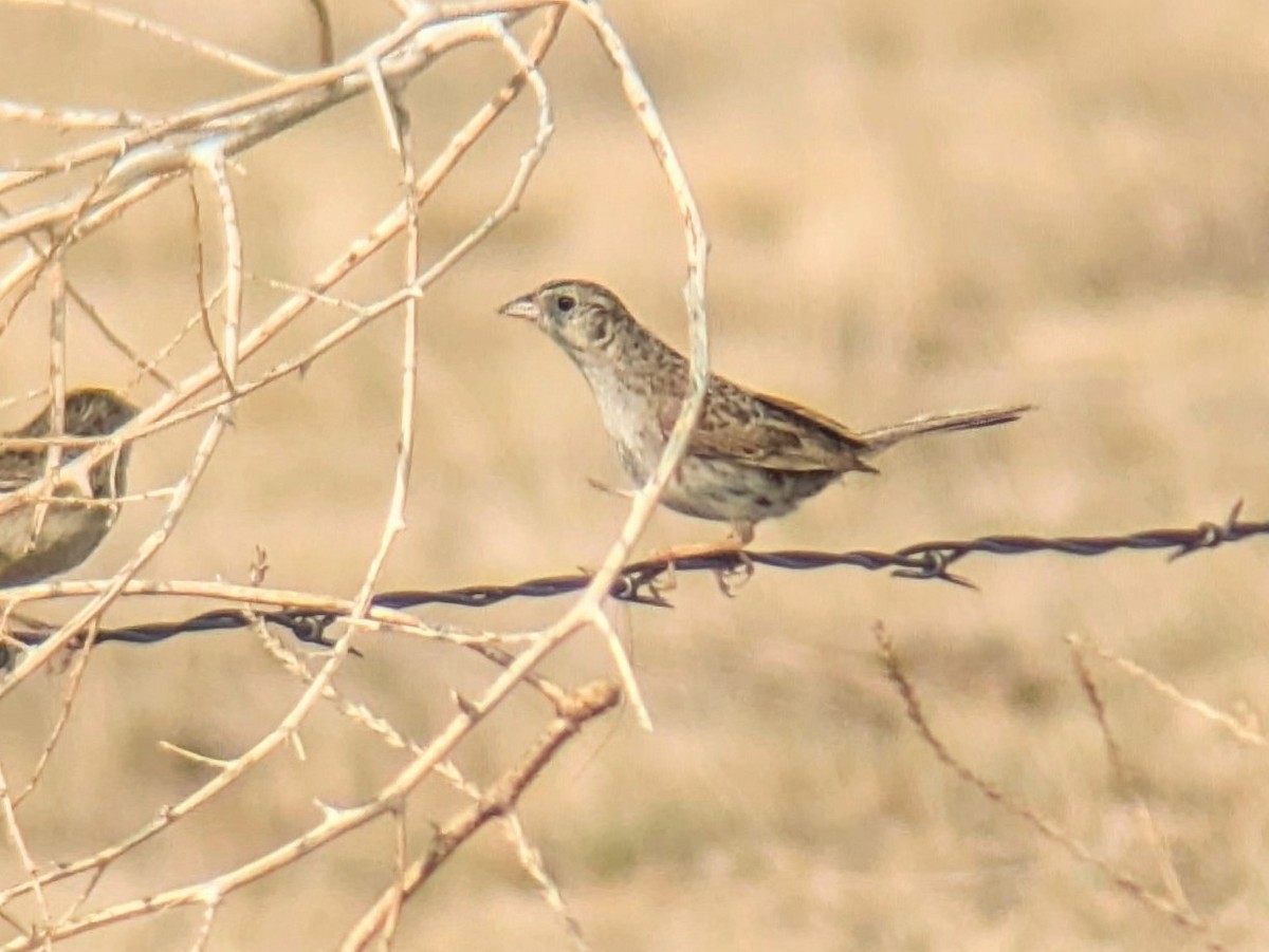 Cassin's Sparrow - ML621779238