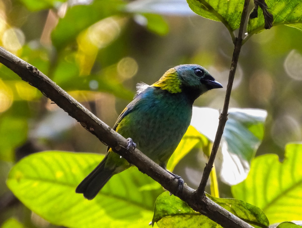 Green-headed Tanager - ML621779253