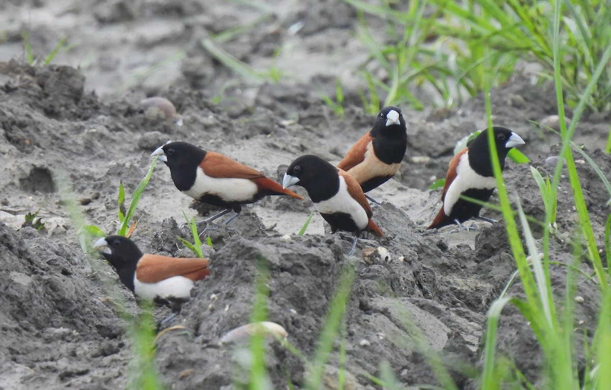 Tricolored x Chestnut Munia (hybrid) - ML621779351