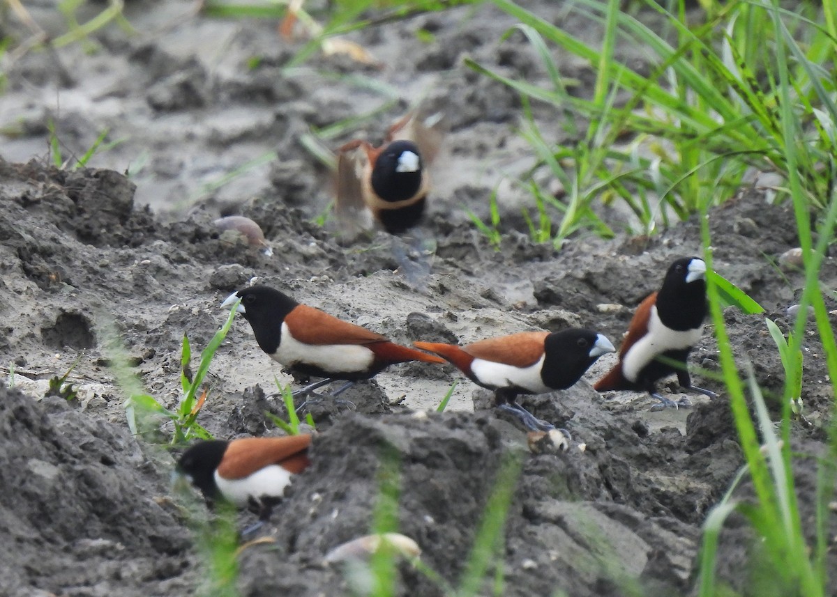 Tricolored Munia - ML621779353