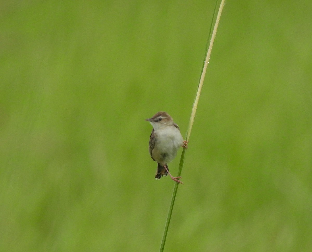 Zitting Cisticola - ML621779358