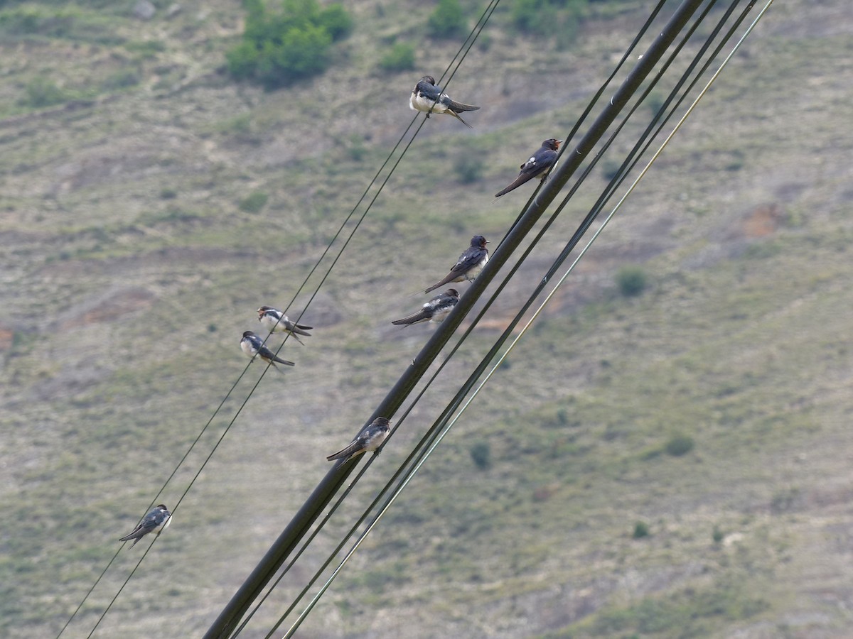 Barn Swallow - ML621779412