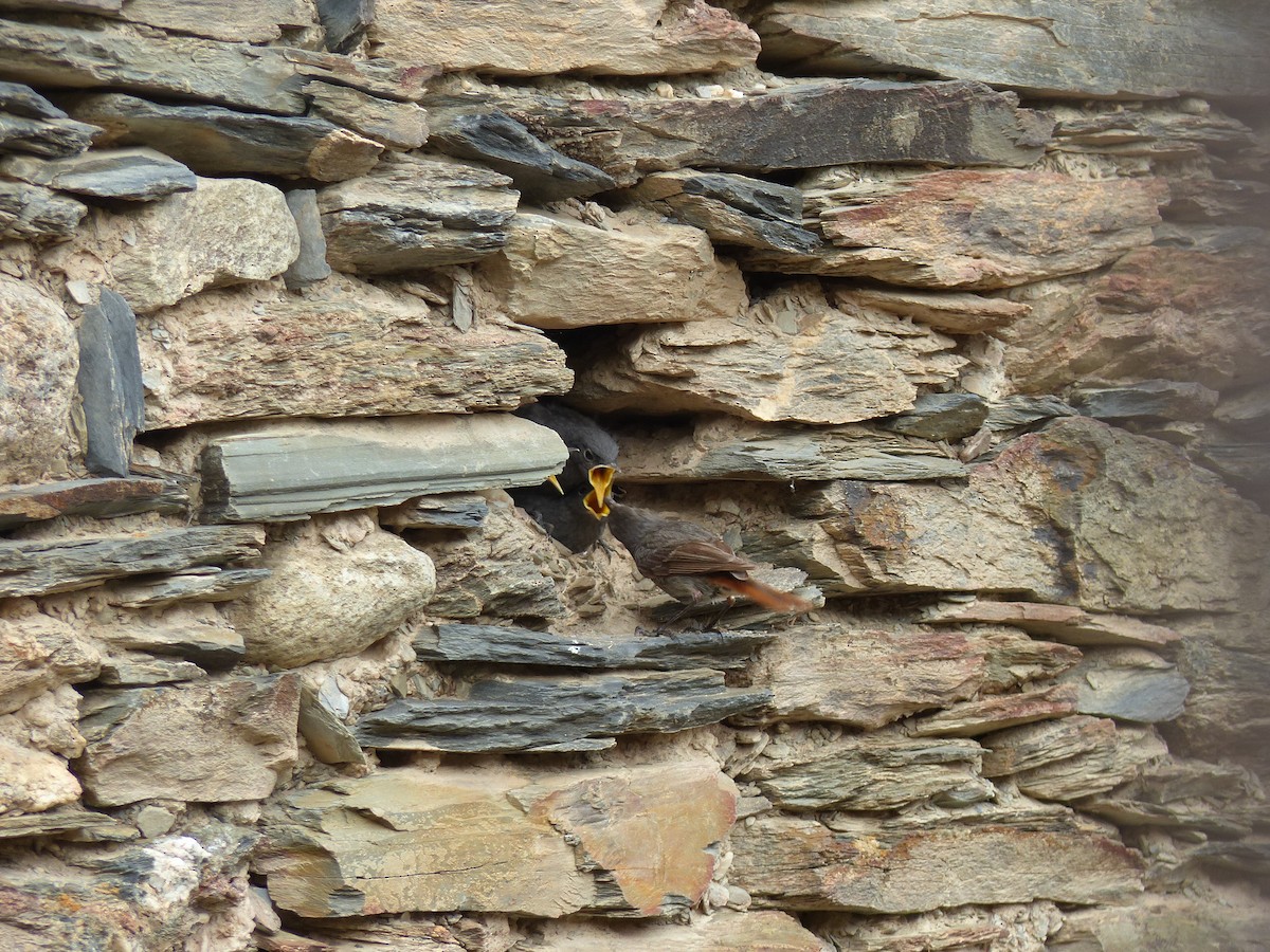 Black Redstart - ML621779442