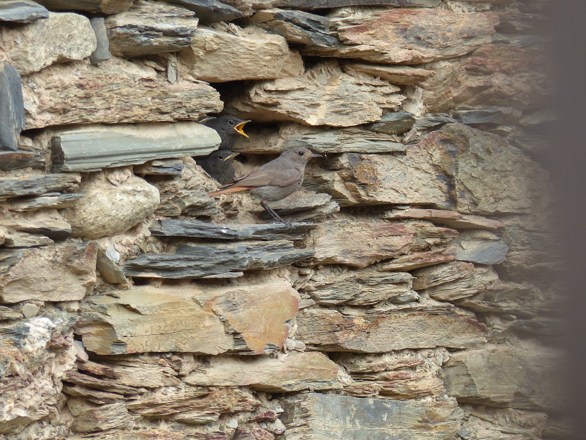 Black Redstart - Jorge López Álvarez