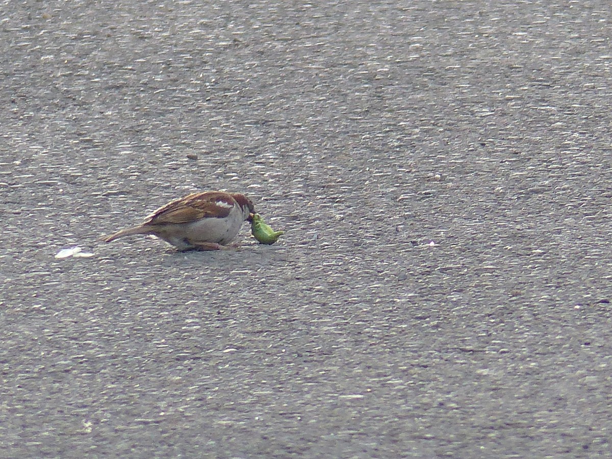 House Sparrow - ML621779467