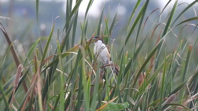 Long-tailed Shrike (tricolor/longicaudatus) - ML621779472