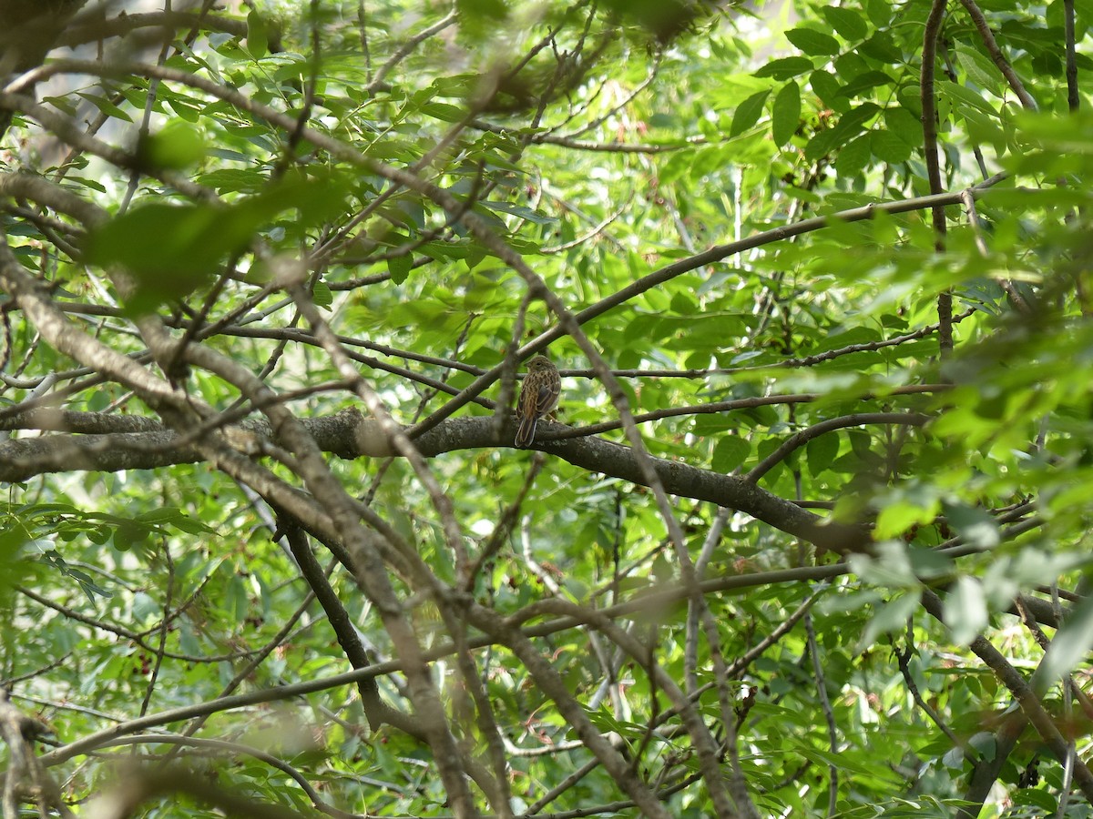 European Serin - Jorge López Álvarez