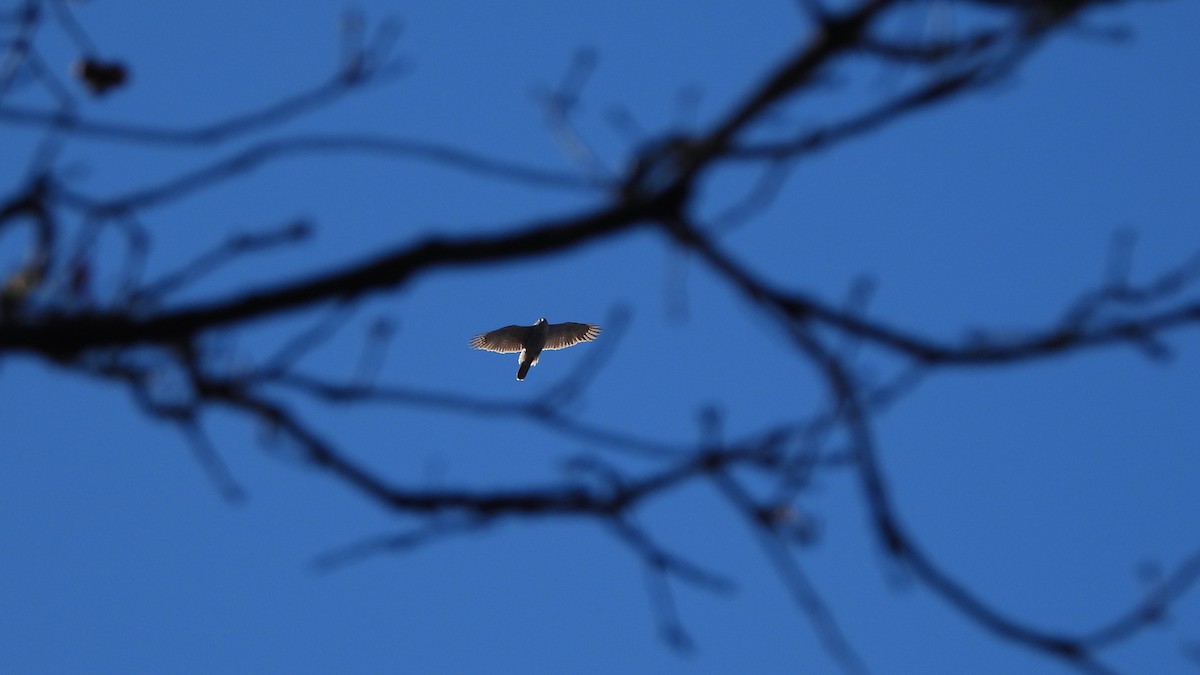 Eurasian Goshawk - ML621779523