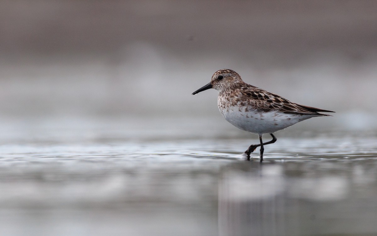 tanımsız küçük kumkuşu (Calidris sp.) - ML621779594