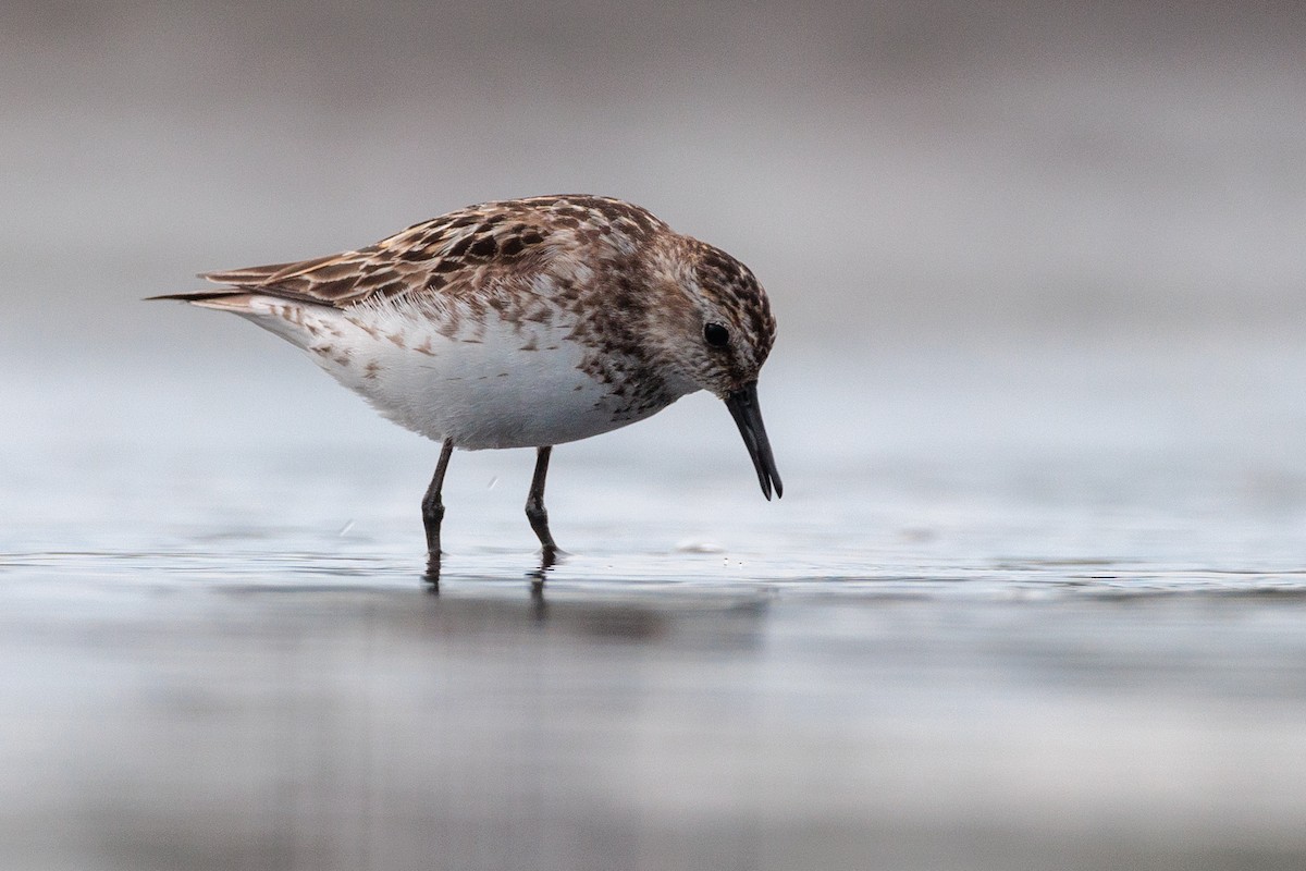 Calidris sp. (peep sp.) - ML621779595