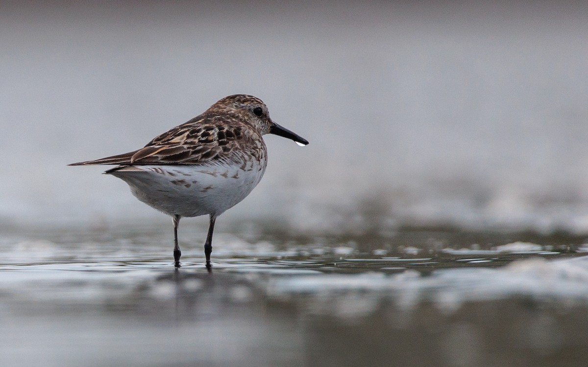 tanımsız küçük kumkuşu (Calidris sp.) - ML621779596