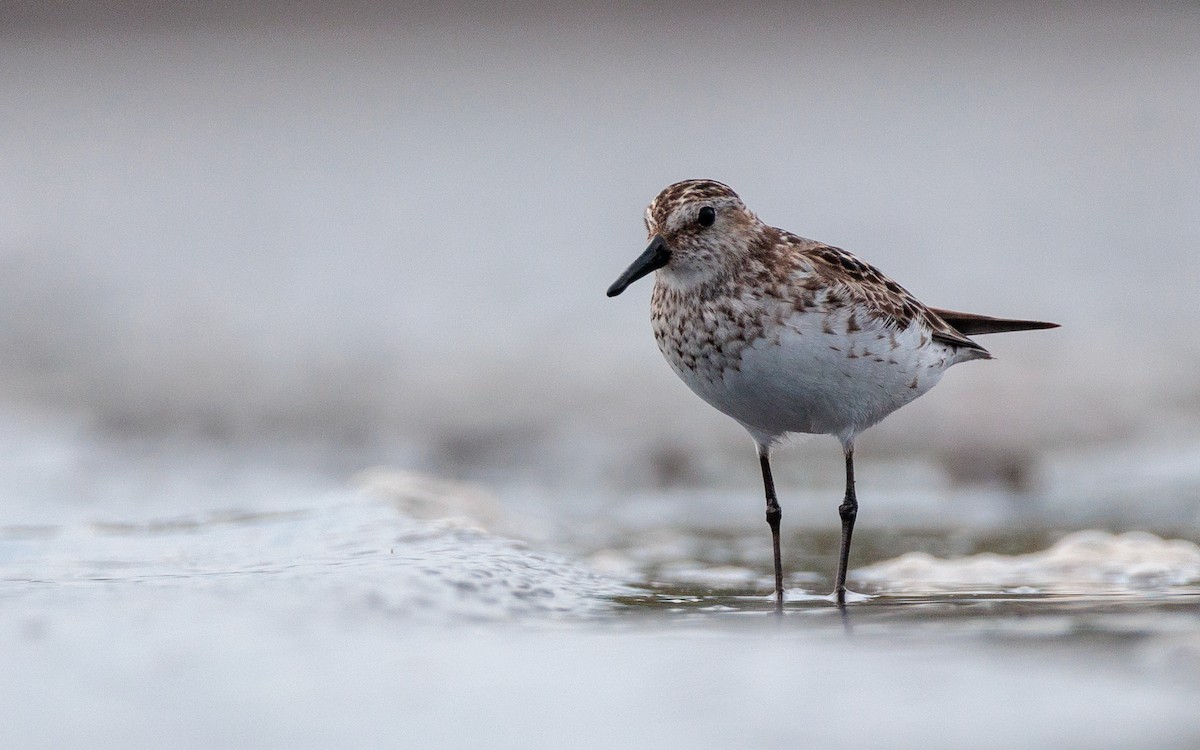 tanımsız küçük kumkuşu (Calidris sp.) - ML621779597