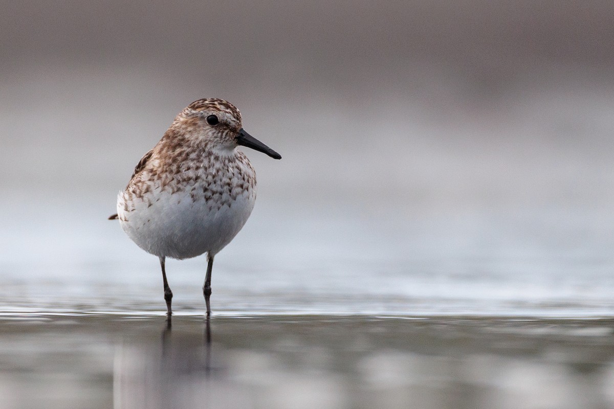 tanımsız küçük kumkuşu (Calidris sp.) - ML621779598