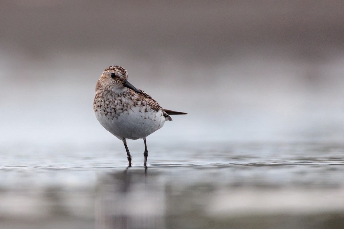 tanımsız küçük kumkuşu (Calidris sp.) - ML621779599