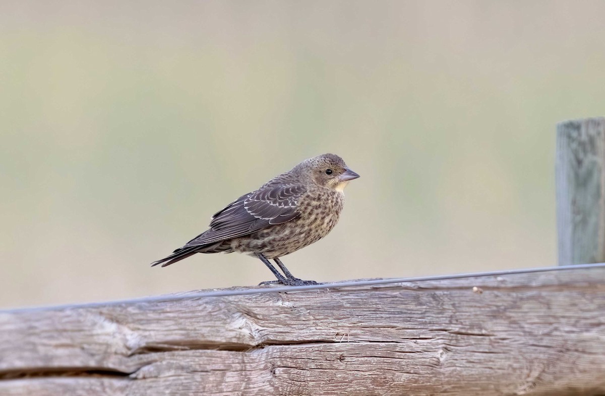 Brown-headed Cowbird - ML621779614