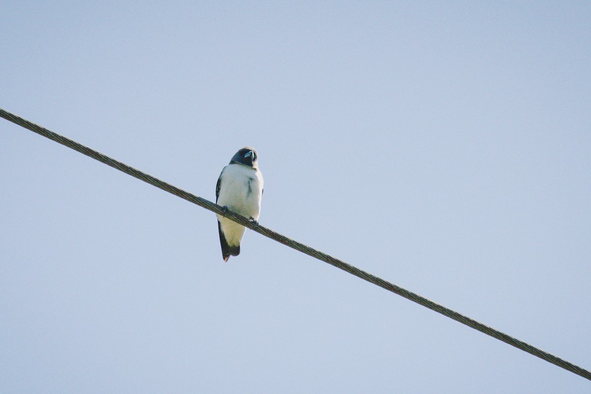 White-breasted Woodswallow - ML621779620