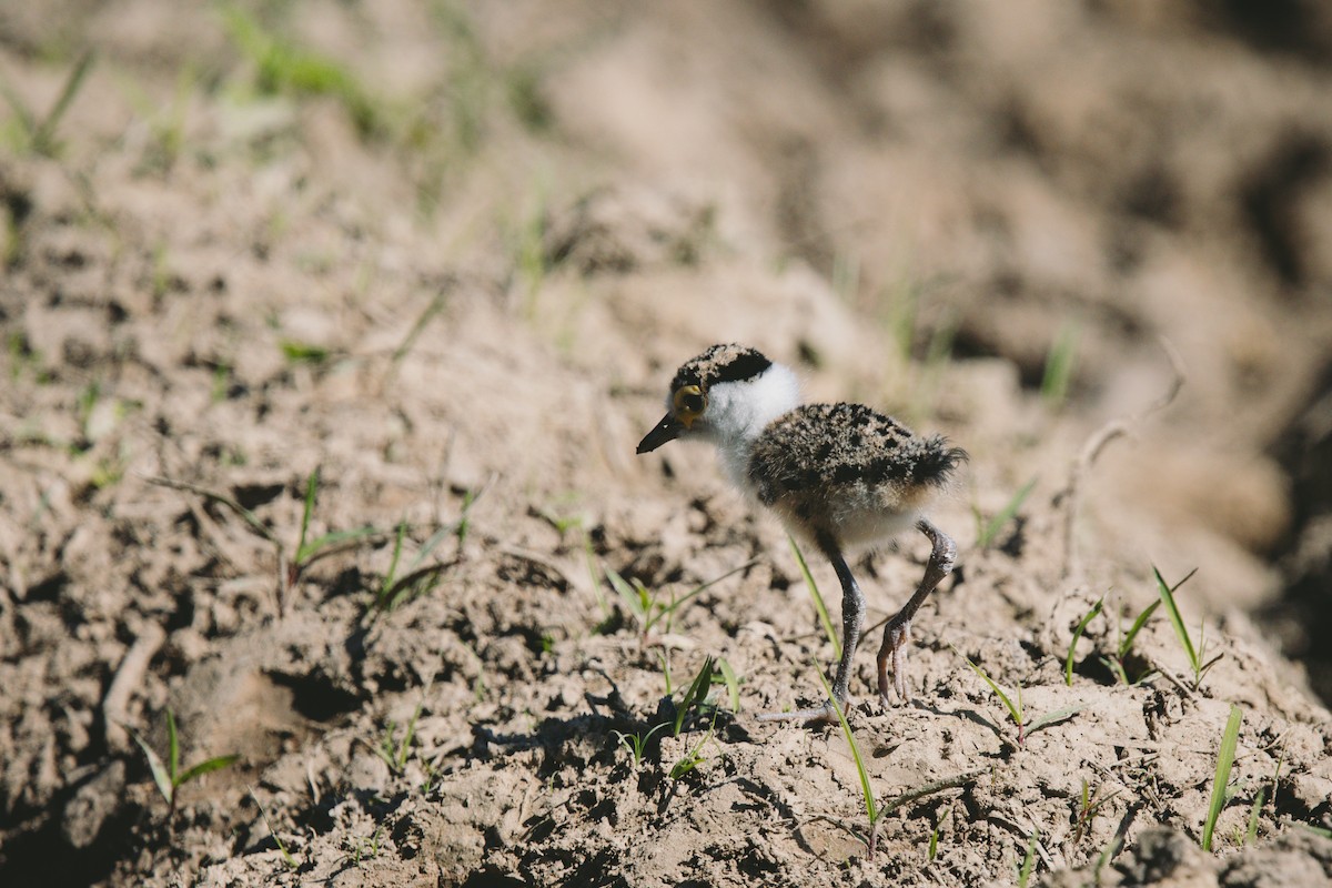 Masked Lapwing - Andrew Real