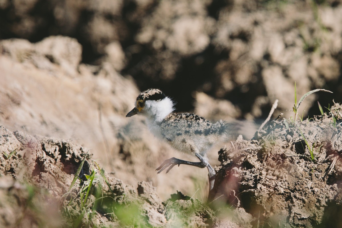 Masked Lapwing - ML621779630