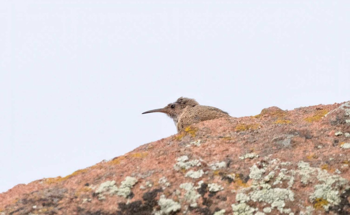 Canyon Wren - ML621779739