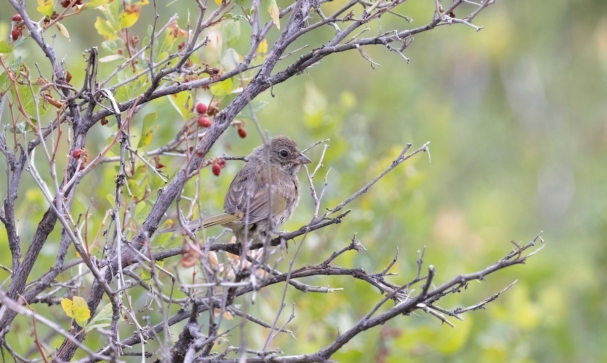 Green-tailed Towhee - ML621779744