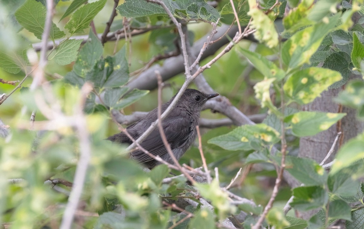 Gray Catbird - ML621779749