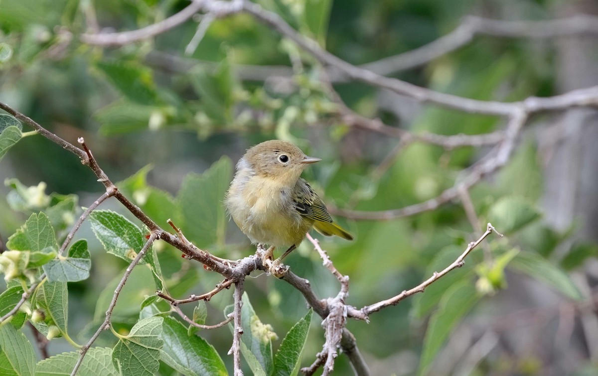 Yellow Warbler - ML621779754