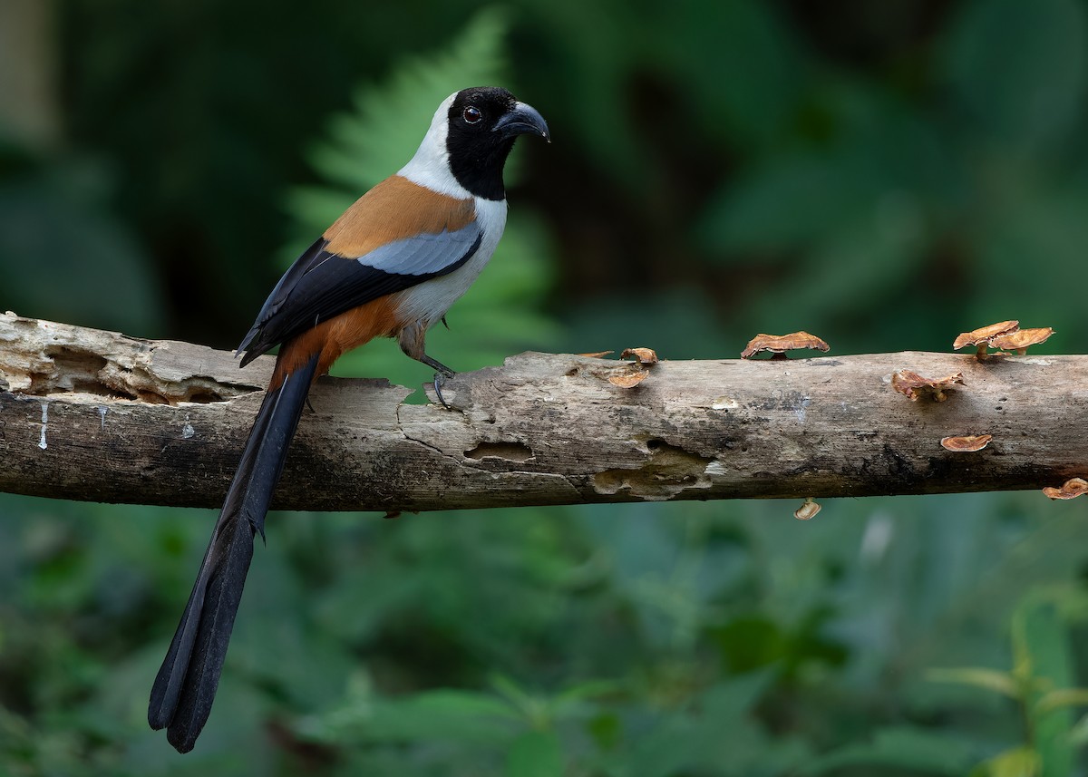 Collared Treepie - ML621779767